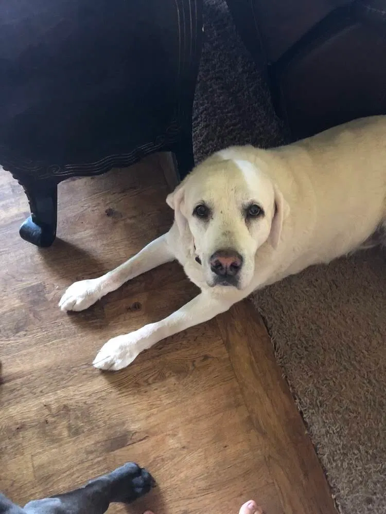 Lost dog in Paola, KS, 66071
