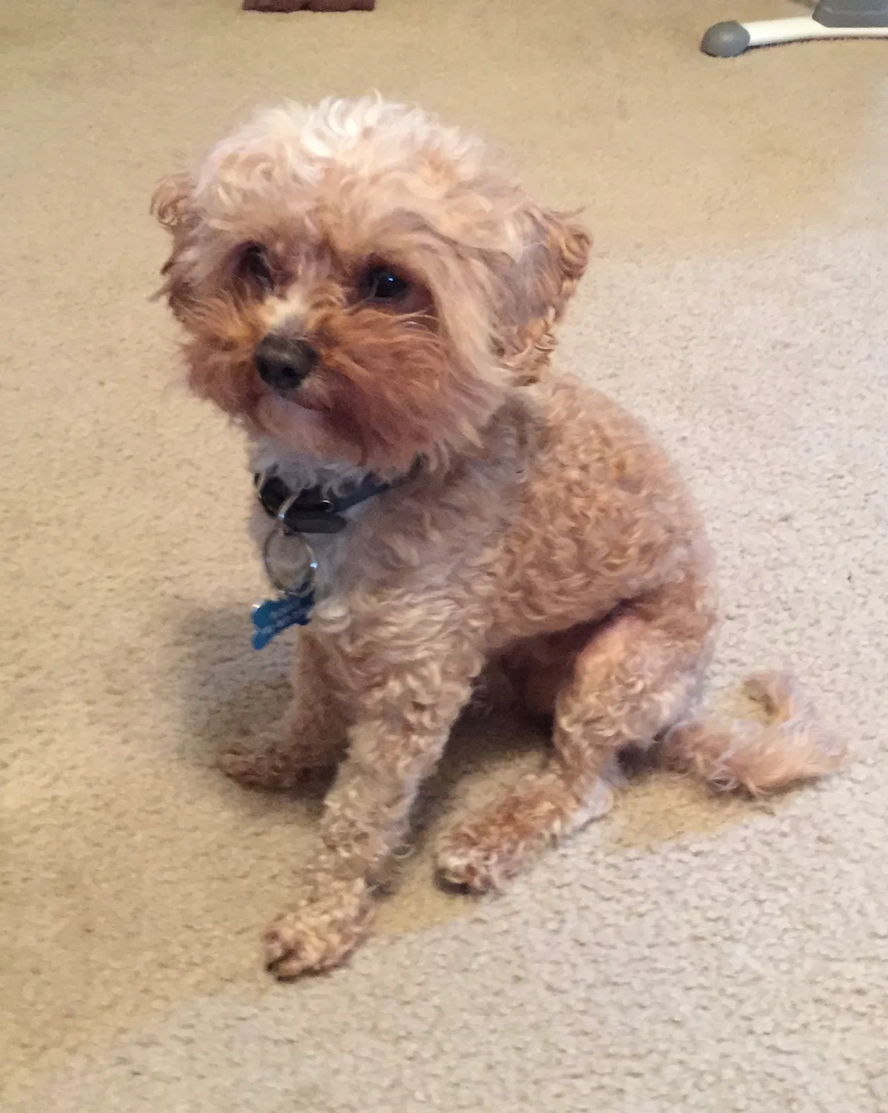 Lost dog in Redmond, OR, 97756