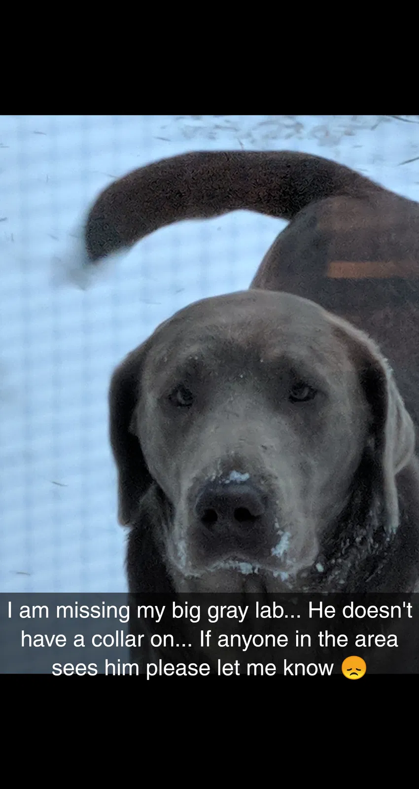 Lost dog in Dixon, IL, 61021