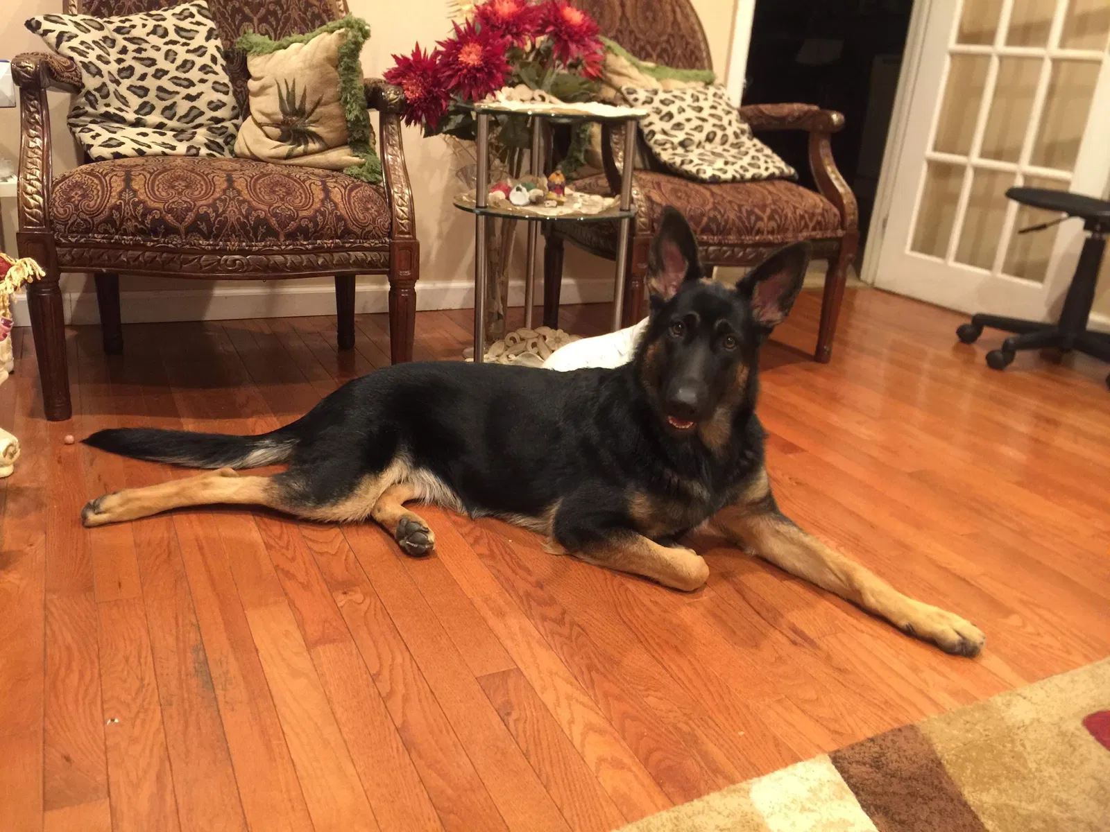 Lost dog in Jersey City, NJ, 7305