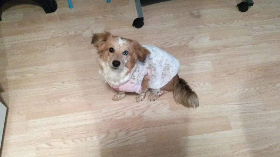 Lost dog in Columbia City, IN, 46725