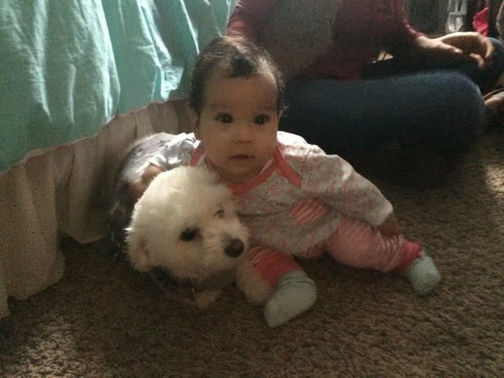 Lost dog in Midland, TX, 79705