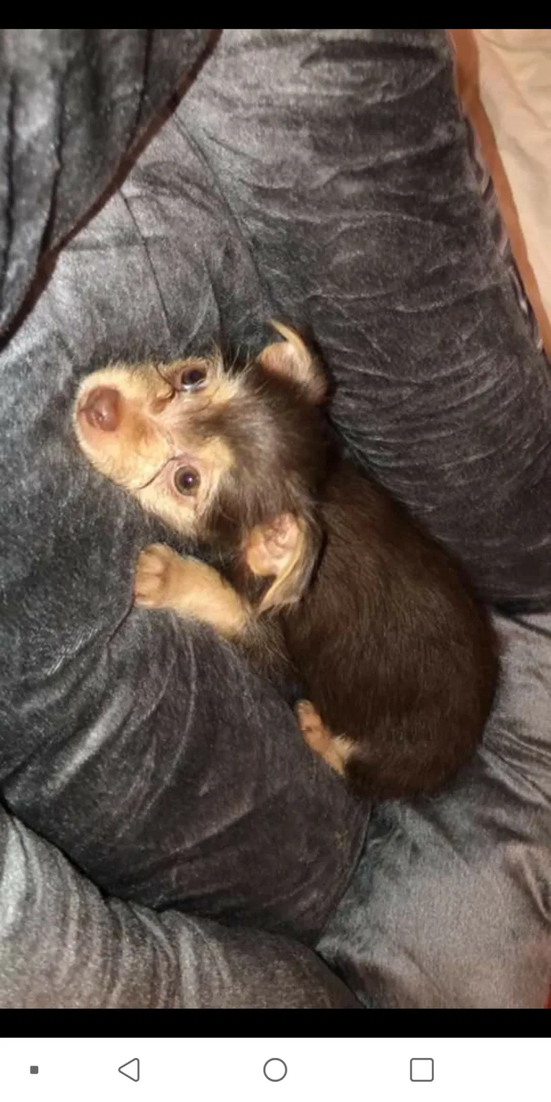 Lost dog in Lubbock, TX, 79412