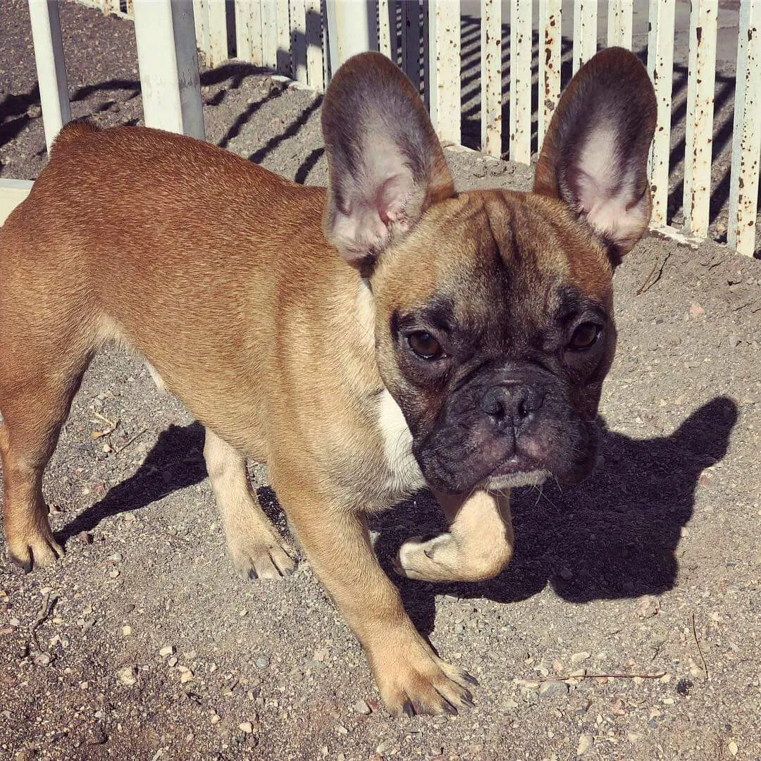 Lost dog in Madera, CA, 93637