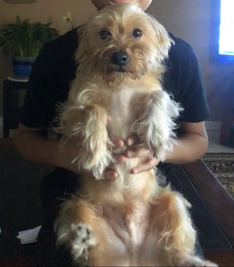Lost dog in Orlando, FL, 32807