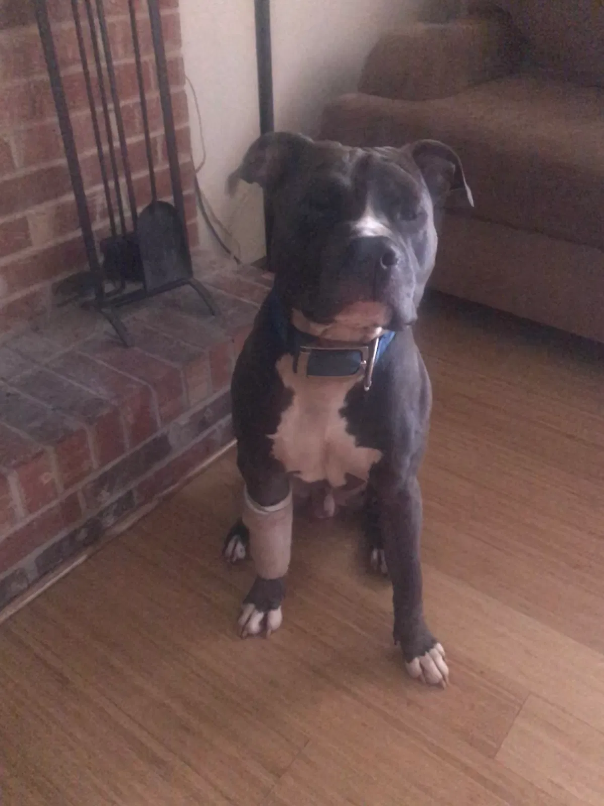 Lost dog in Lithonia, GA, 30058