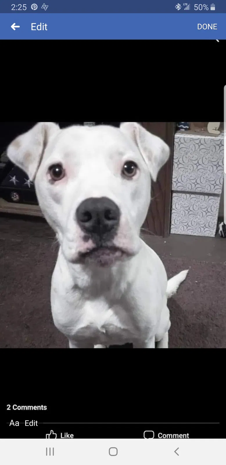 Lost dog in Draper, VA, 24324