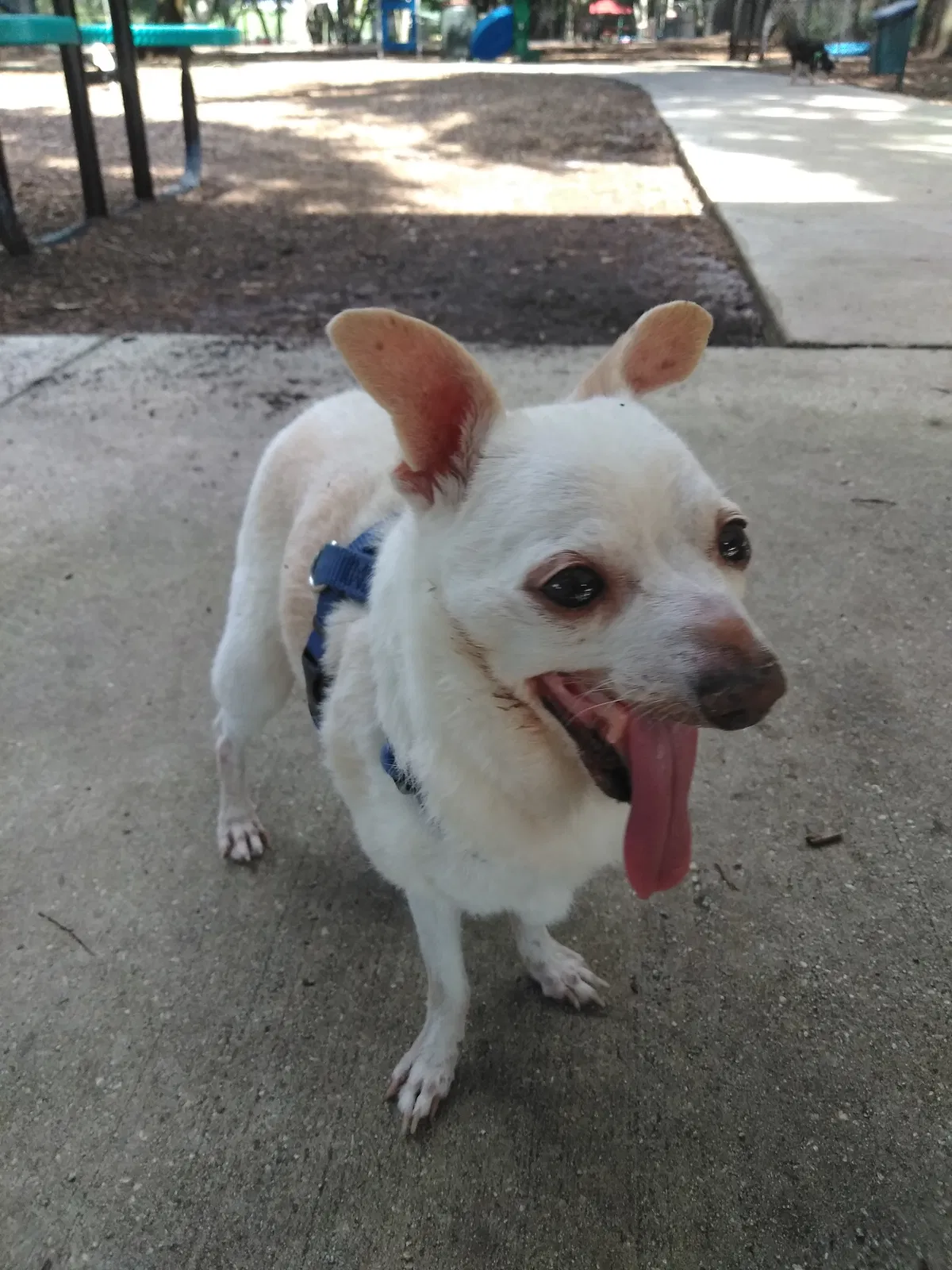 Lost dog in Winter Garden, FL, 34787