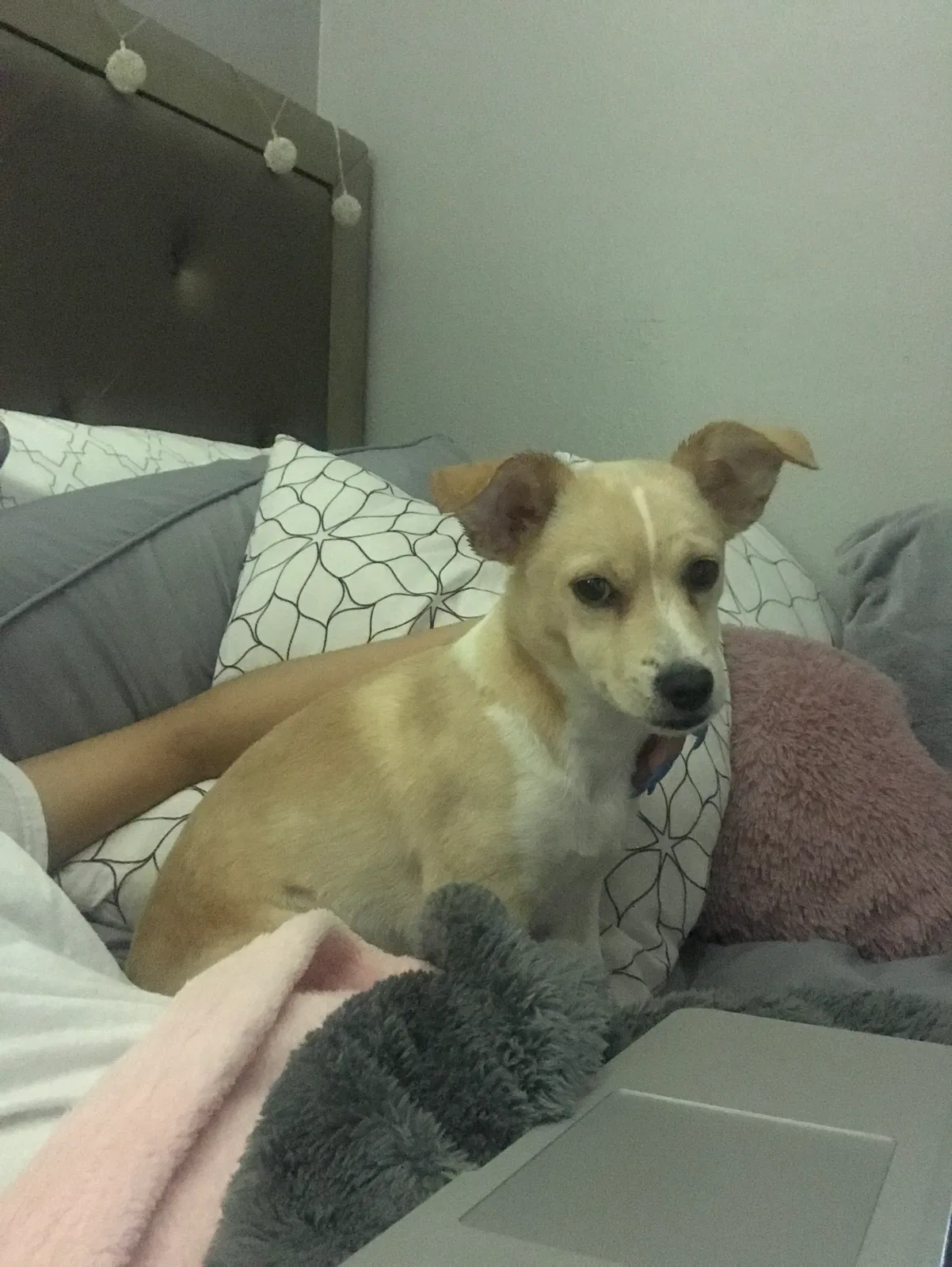 Lost dog in Dallas, TX, 75228