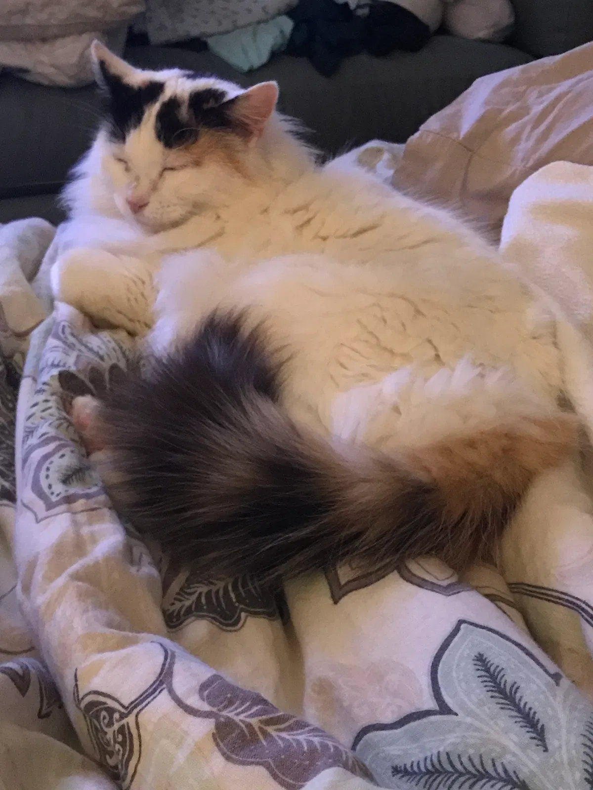 Lost cat in Port Charlotte, FL, 33952