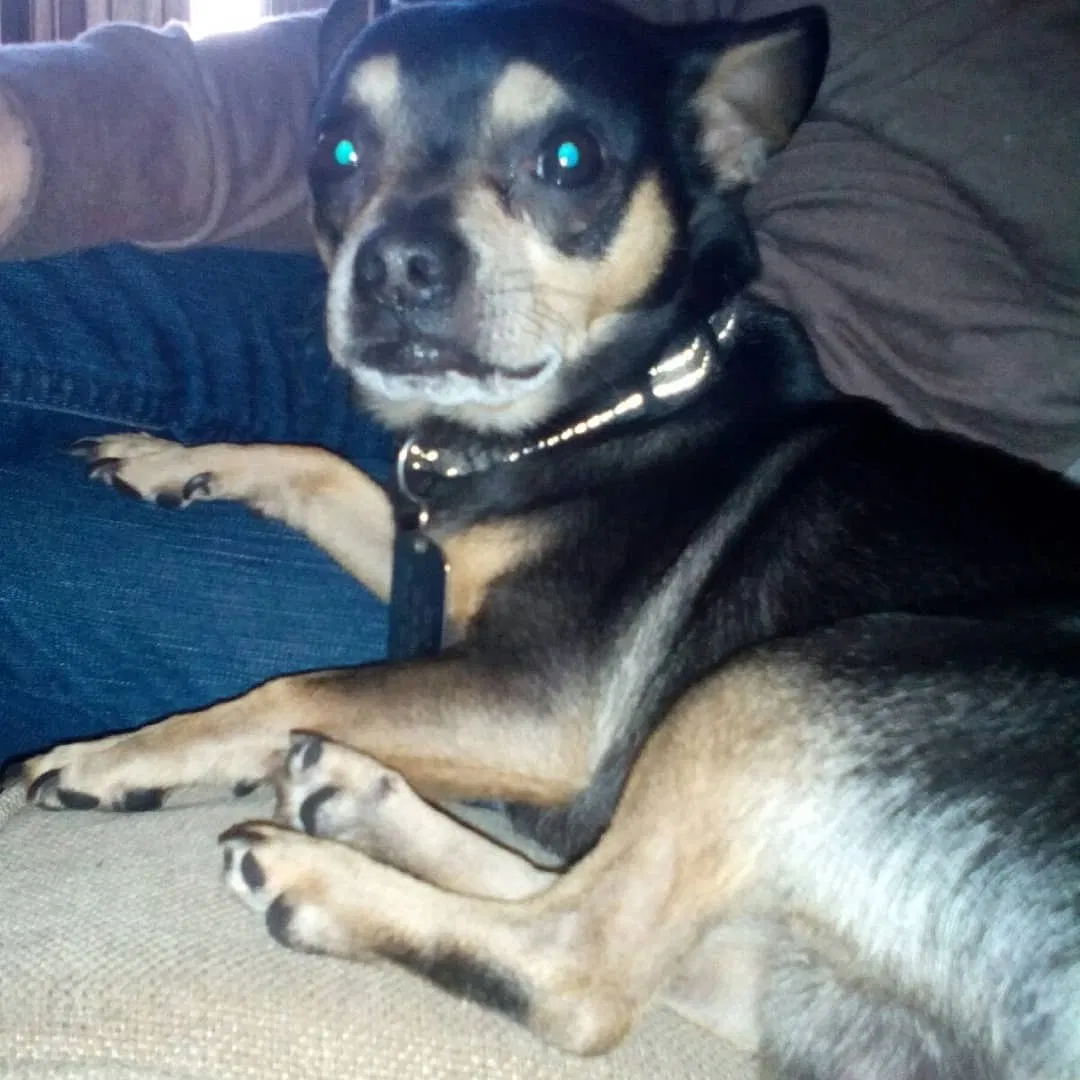 Lost dog in Modesto, CA, 95350