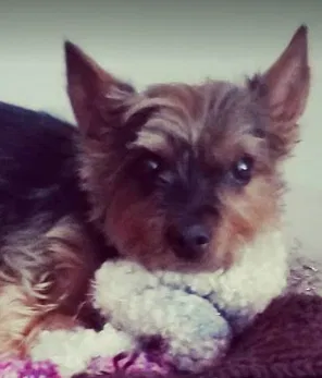Lost dog in North Salem, NY, 10560