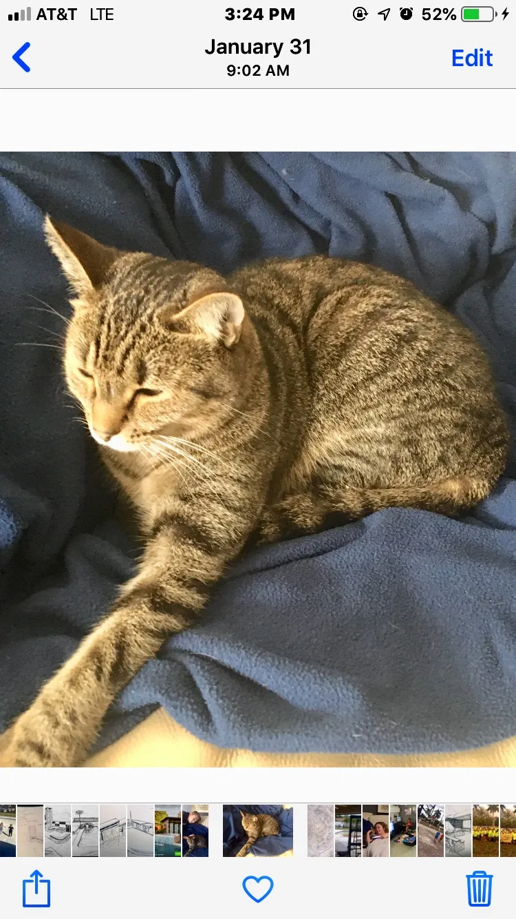 Lost cat in Fort Myers, FL, 33919