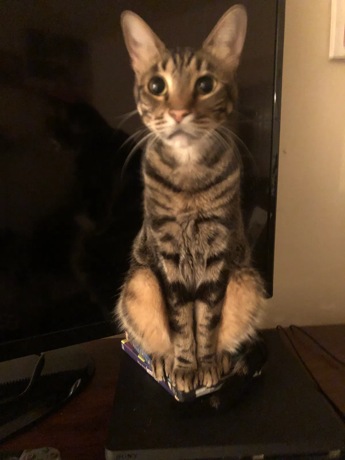 Lost cat in Arabi, LA, 70032