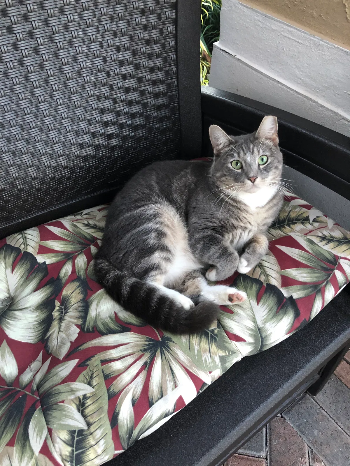 Lost cat in Miami, FL, 33196