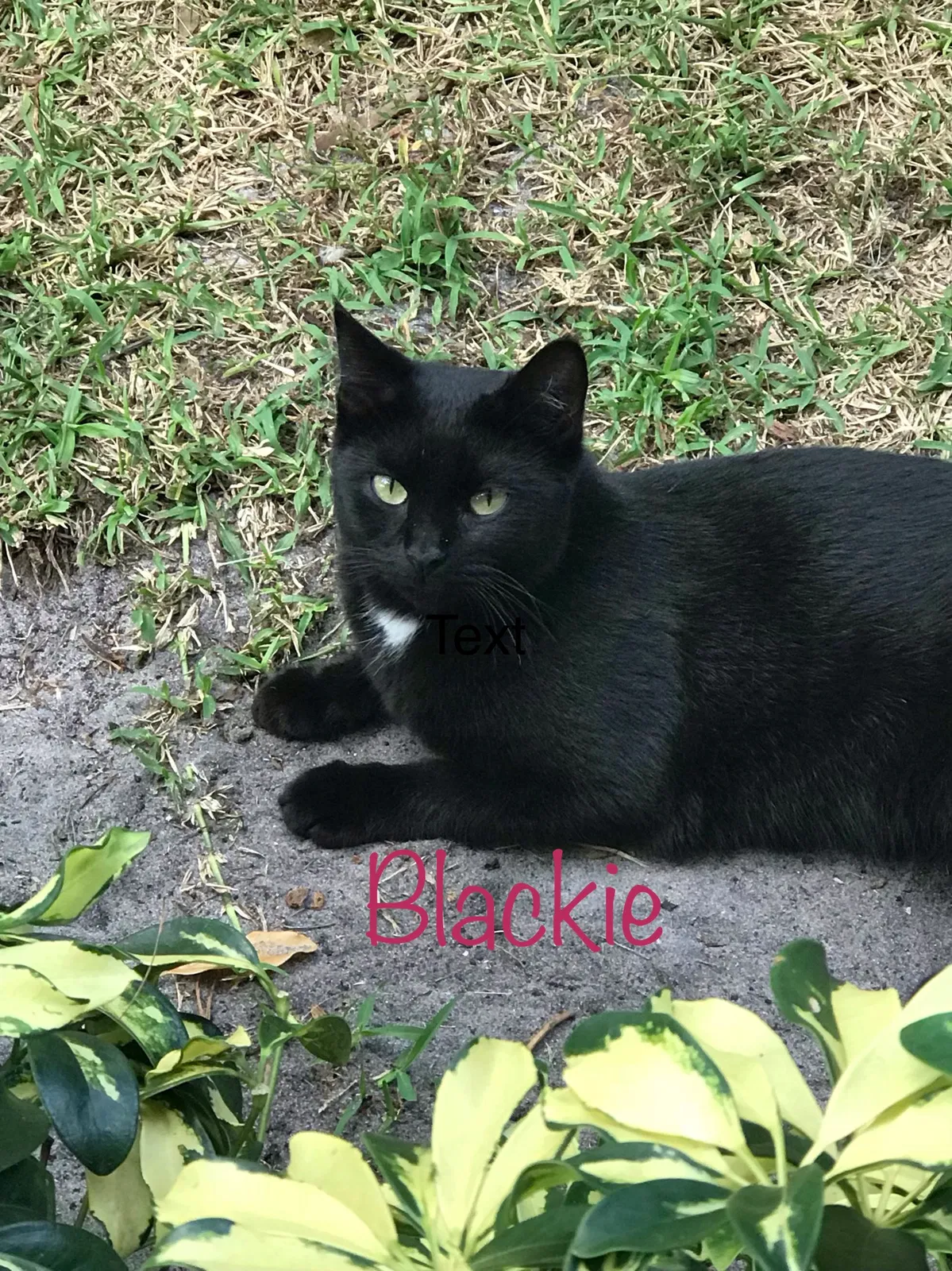 Lost cat in Pompano Beach, FL, 33066