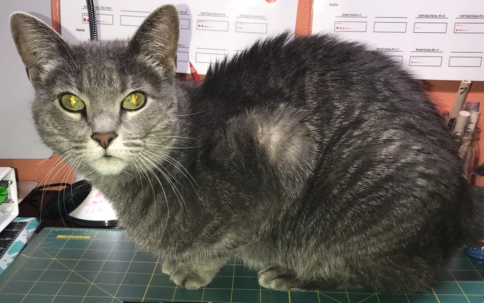 Lost cat in San Antonio, TX, 78233