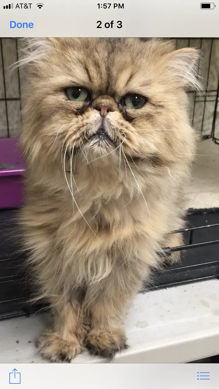 Lost cat in Massapequa Park, NY, 11762