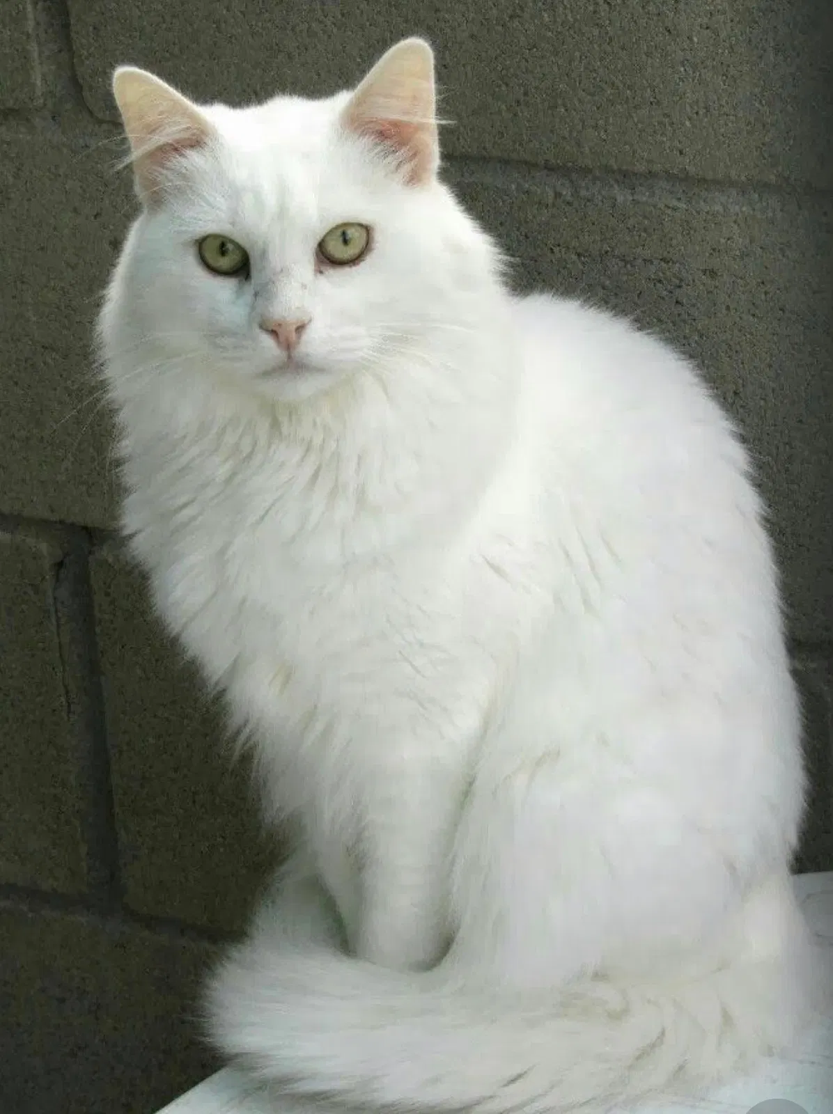 Lost cat in Boca Raton, FL, 33486