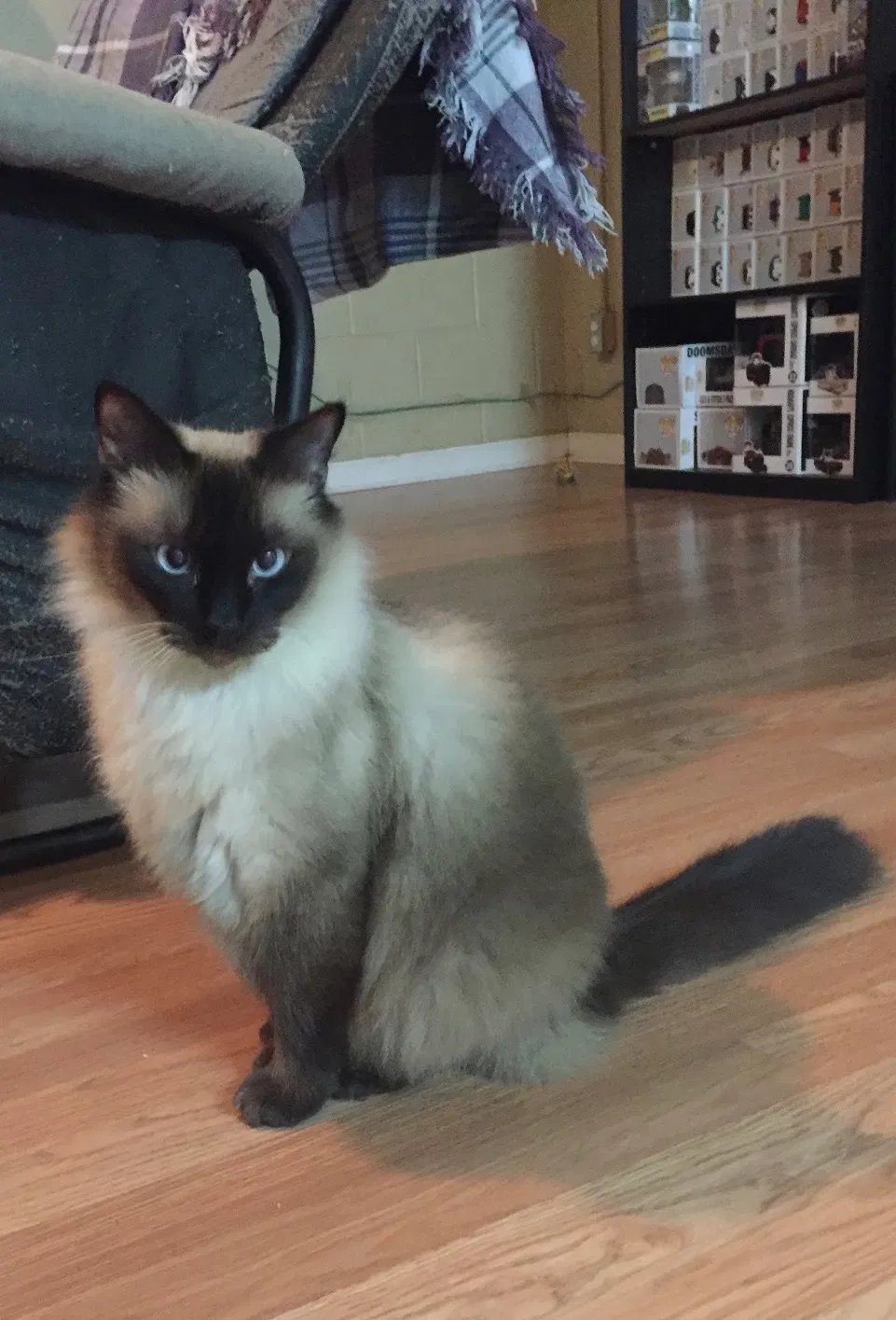 Lost cat in Acworth, GA, 30101