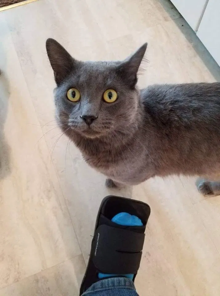 Lost cat in Spokane, WA, 99204