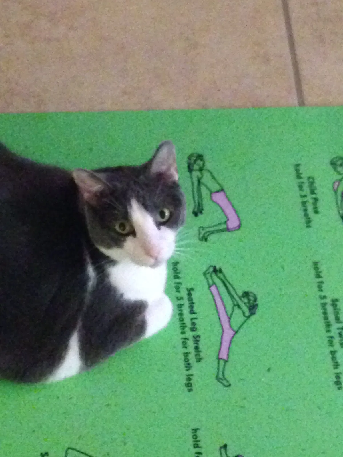 Lost cat in Lake Charles, LA, 70611