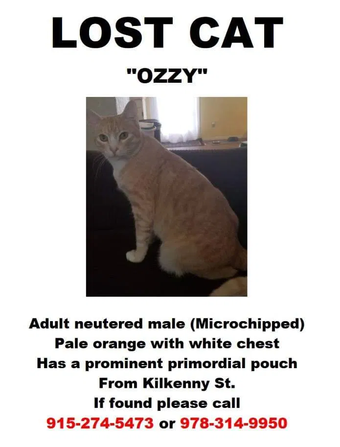 Lost cat in El Paso, TX, 79925