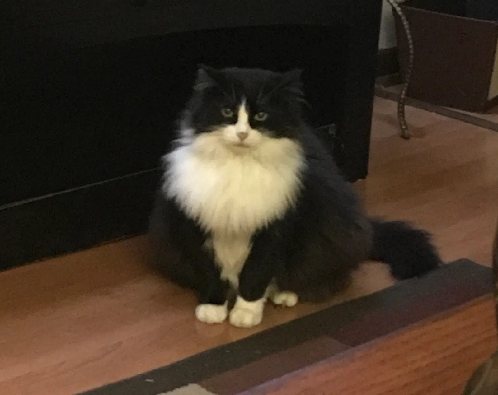 Lost cat in Hendersonville, TN, 37075
