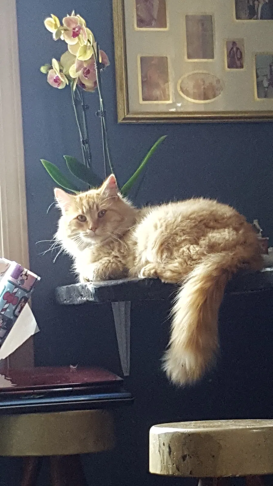 Lost cat in Lafayette, IN, 47905