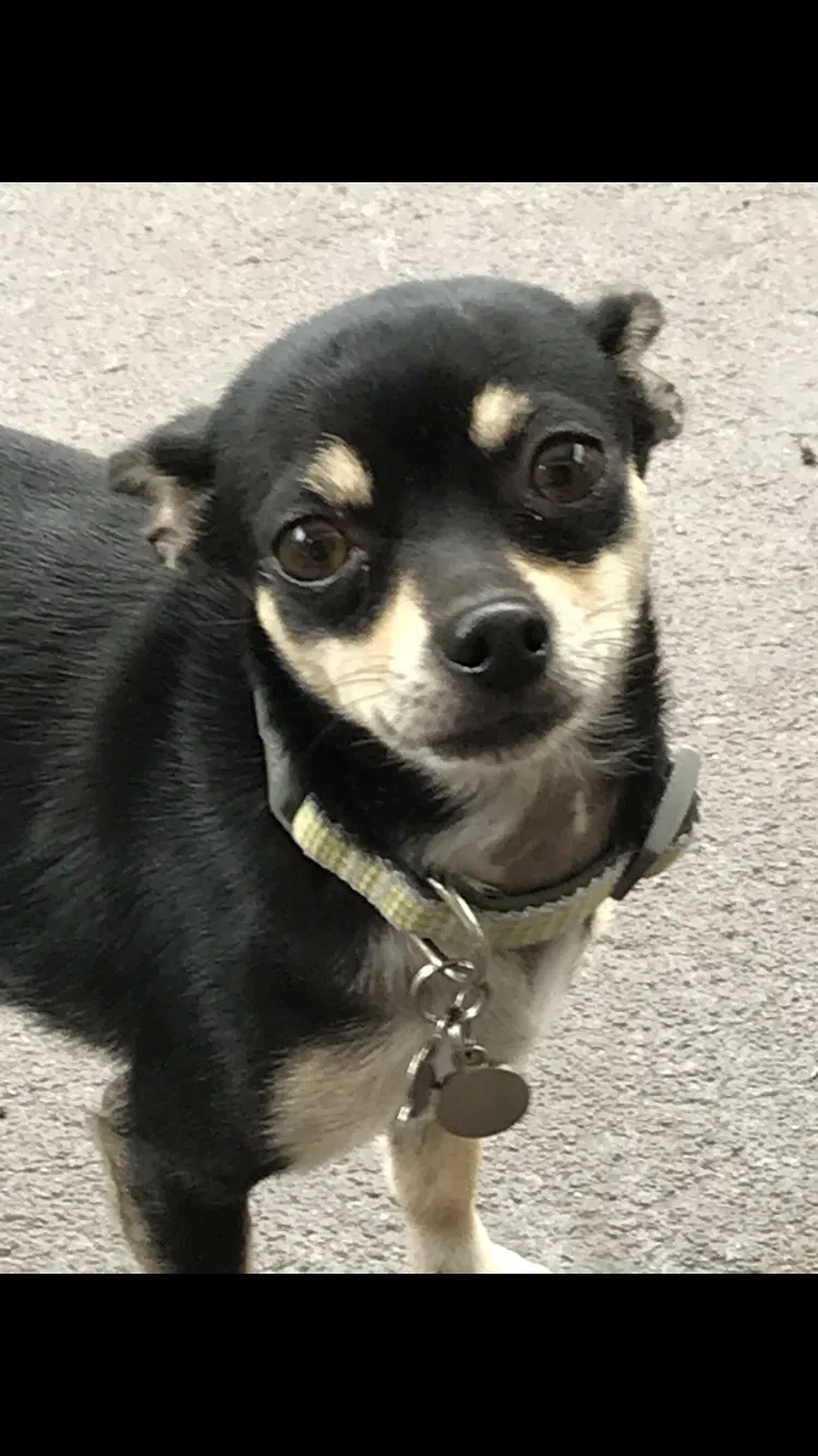 Lost dog in Kissimmee, FL, 34743