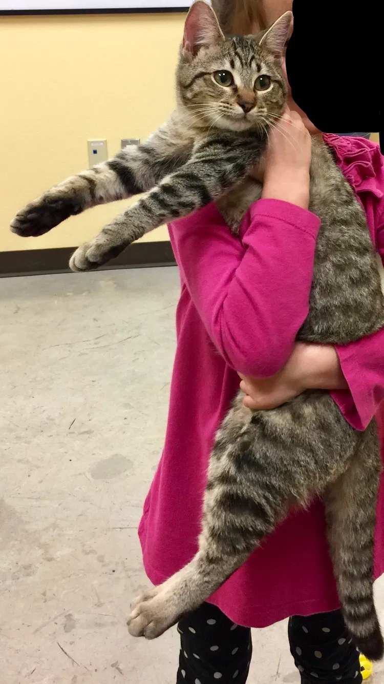 Lost cat in Cibolo, TX, 78108