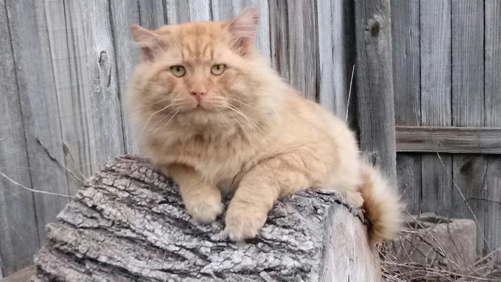 Lost cat in Olathe, KS, 66062