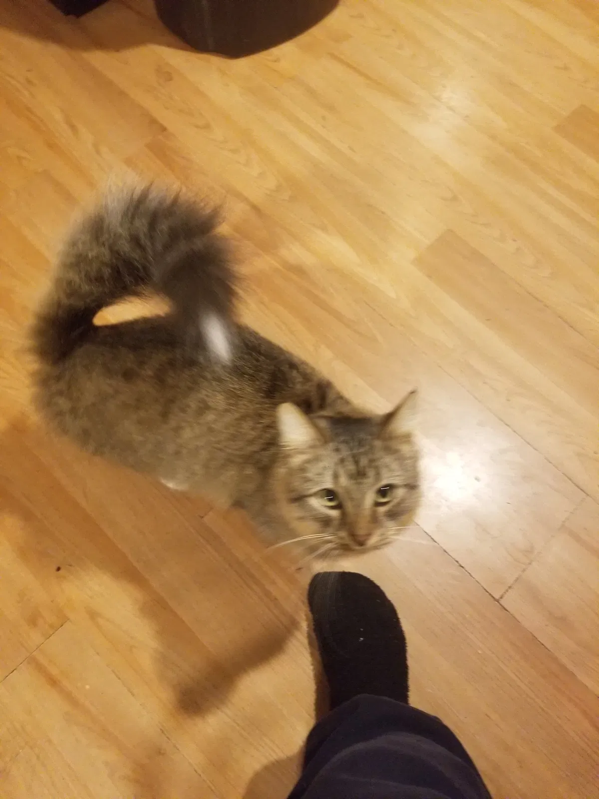 Lost cat in Westbrook, ME, 4092
