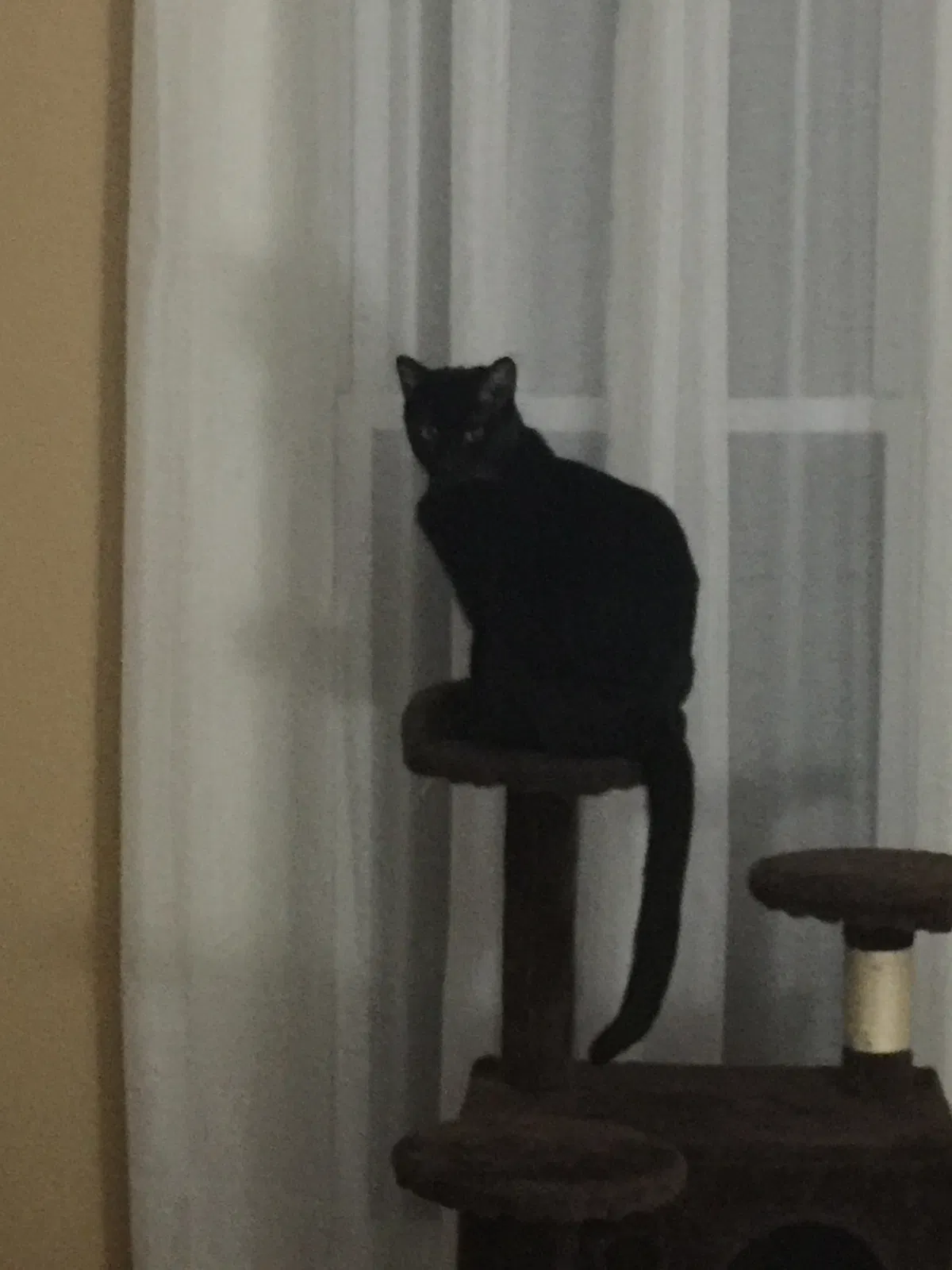 Lost cat in Evansville, IN, 47725