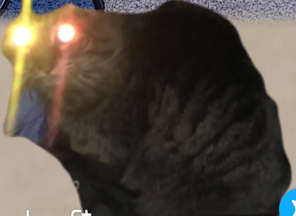 Lost cat in South Portland, ME, 4106