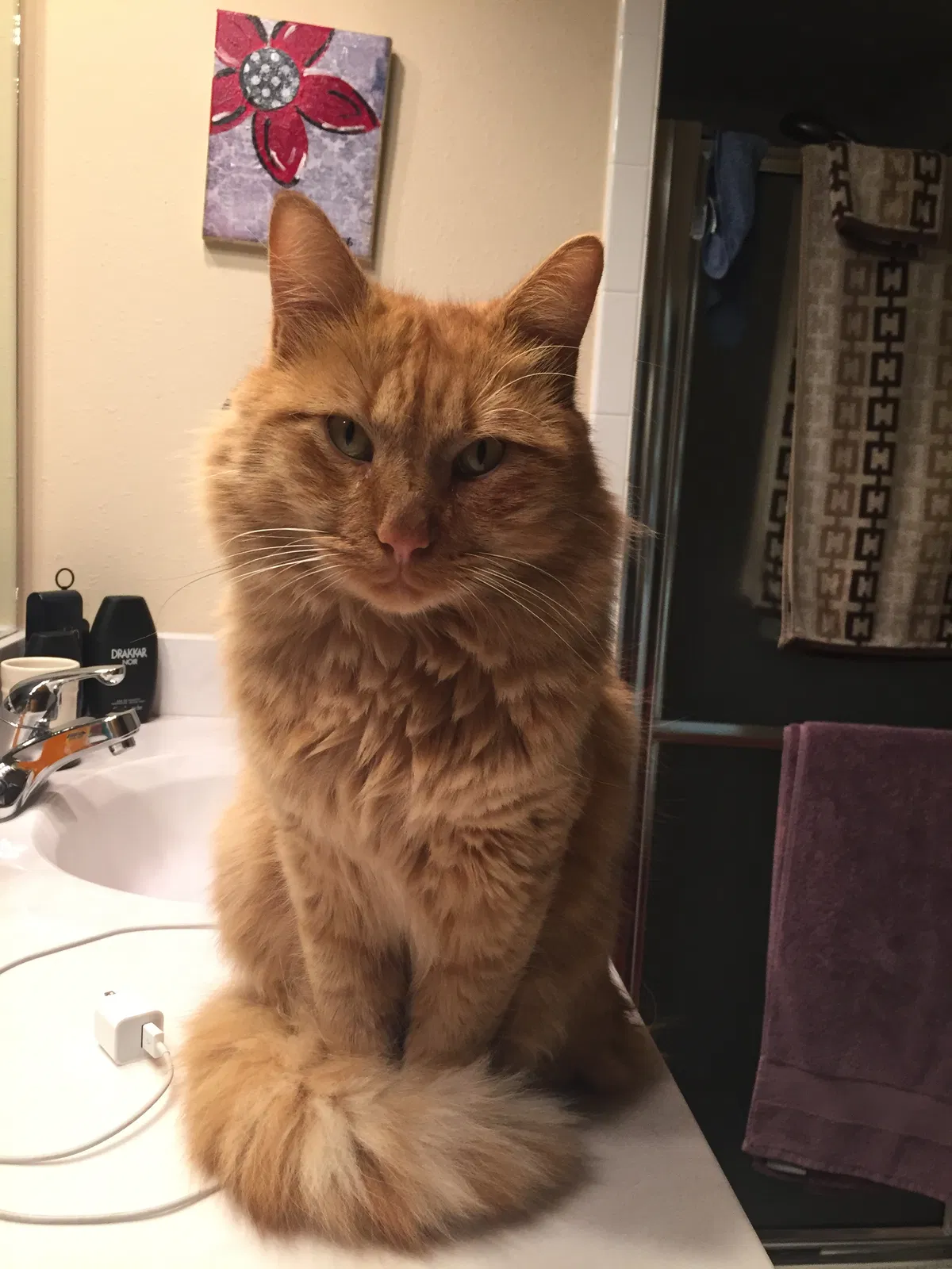 Lost cat in Lubbock, TX, 79424