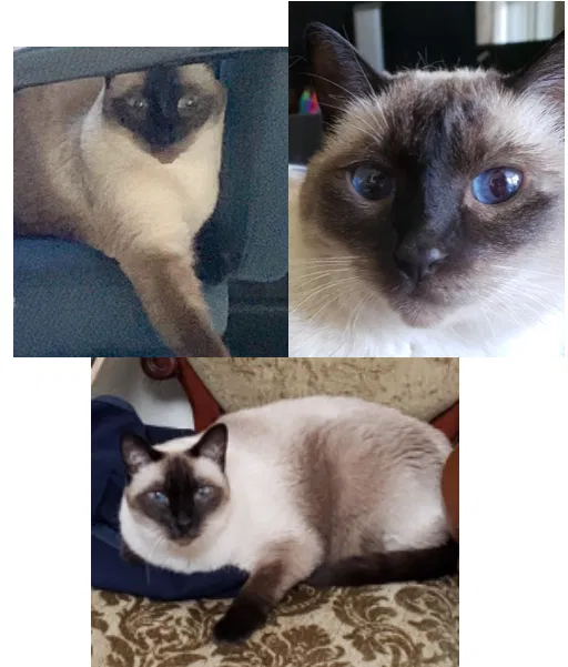 Lost cat in Goodyear, AZ, 85395