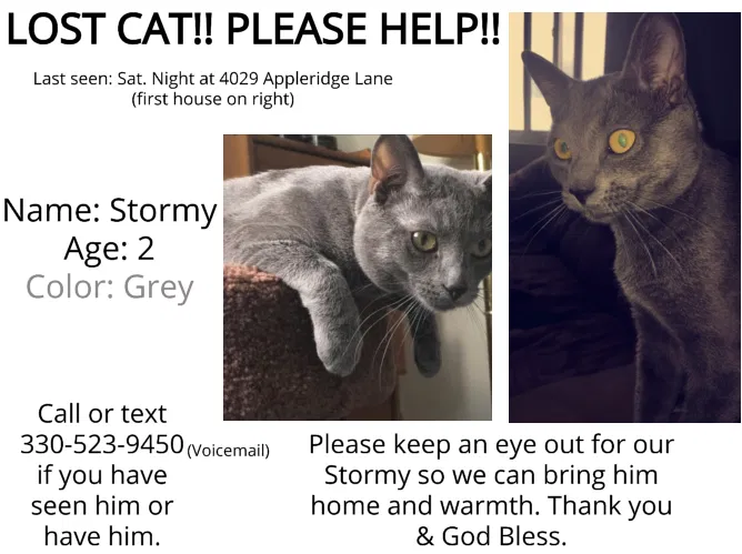 Lost cat in Akron, OH, 44333