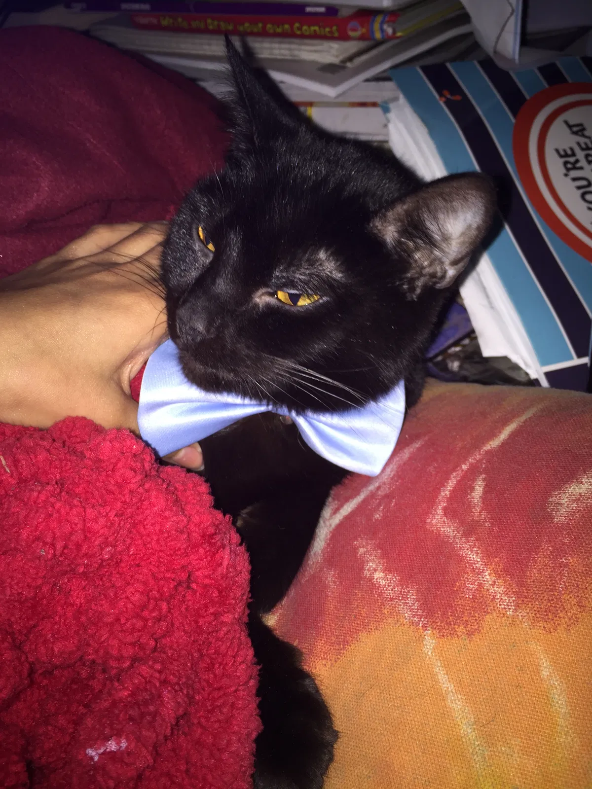 Lost cat in Dayton, OH, 45403