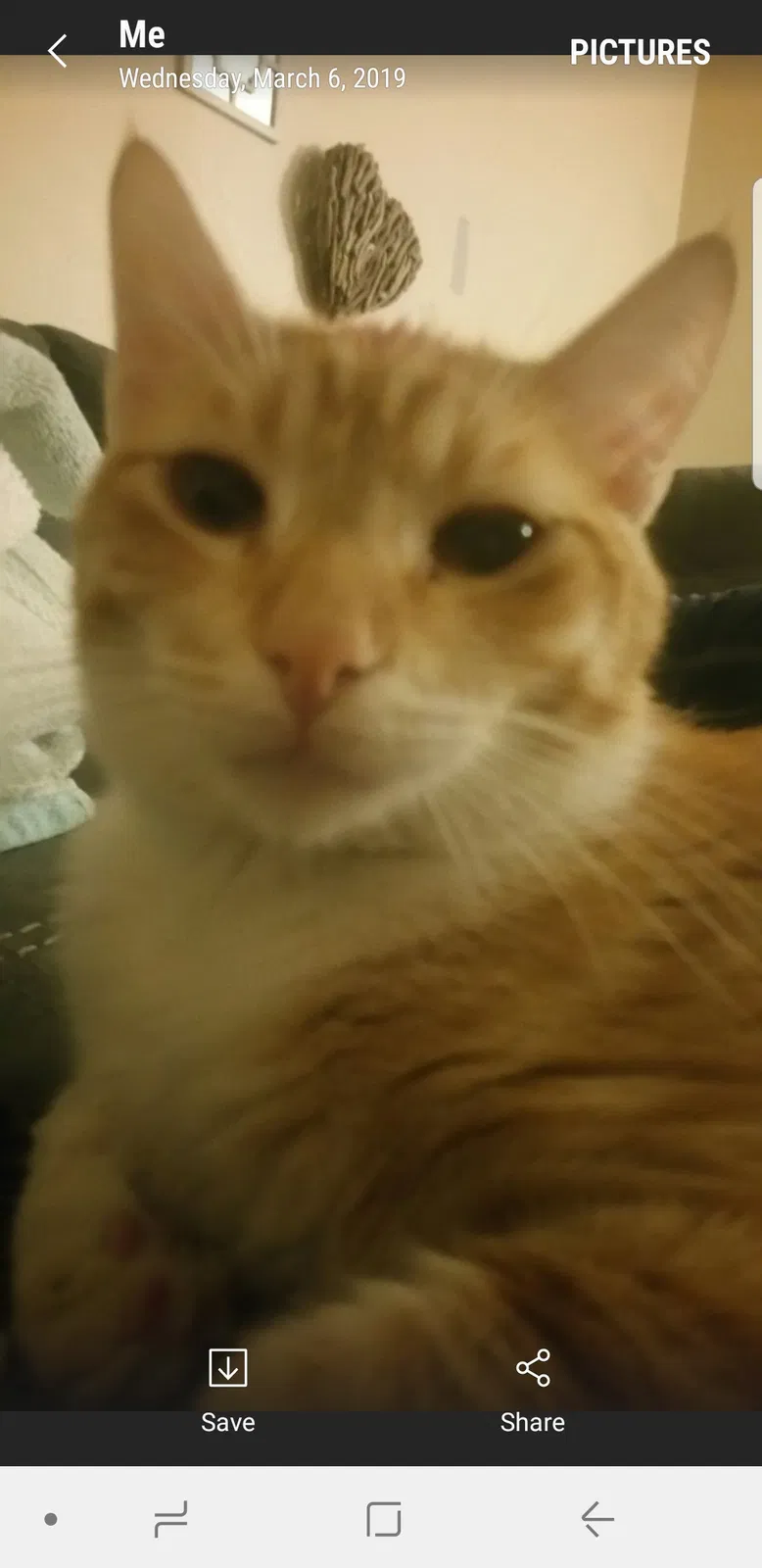 Lost cat in Lakewood, CA, 90715