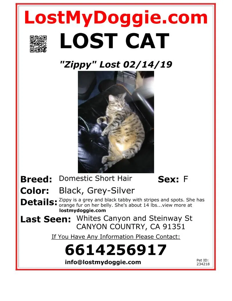 Lost cat in Canyon Country, CA, 91351