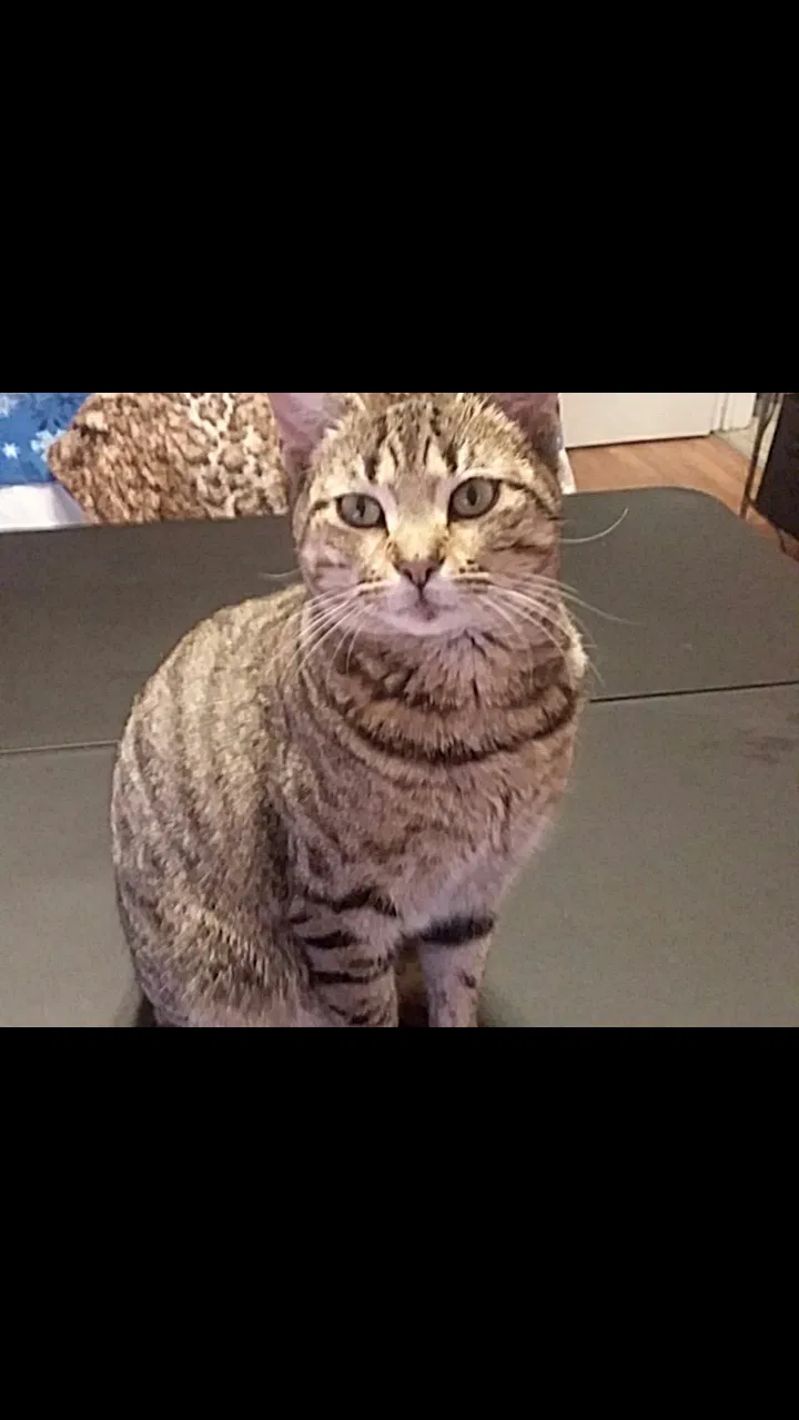 Lost cat in Orange, TX, 77630