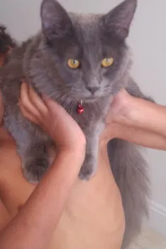 Lost cat in Chicago, IL, 60619