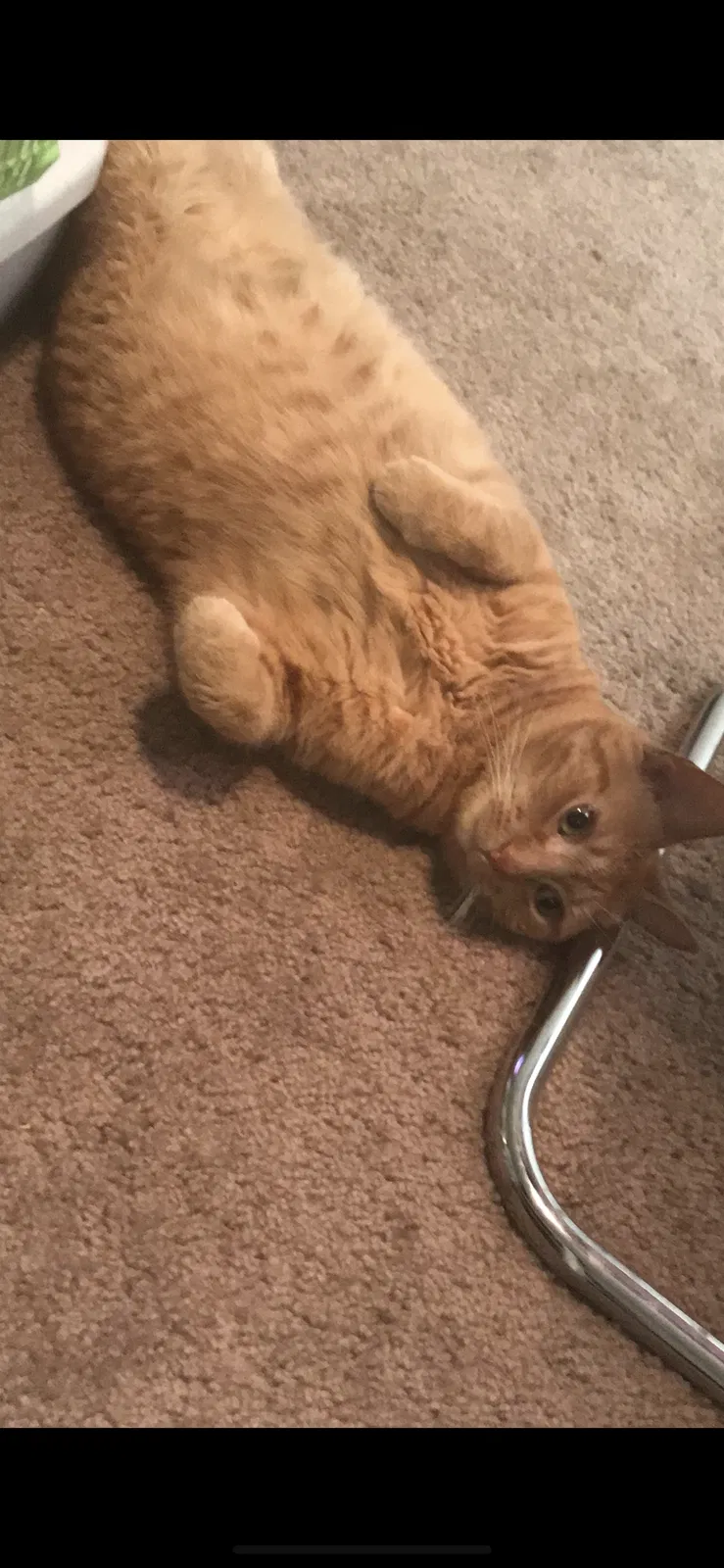 Lost cat in Northridge, CA, 91324