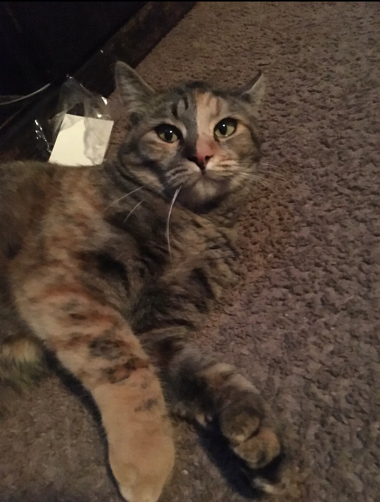 Lost cat in Lake Elsinore, CA, 92530