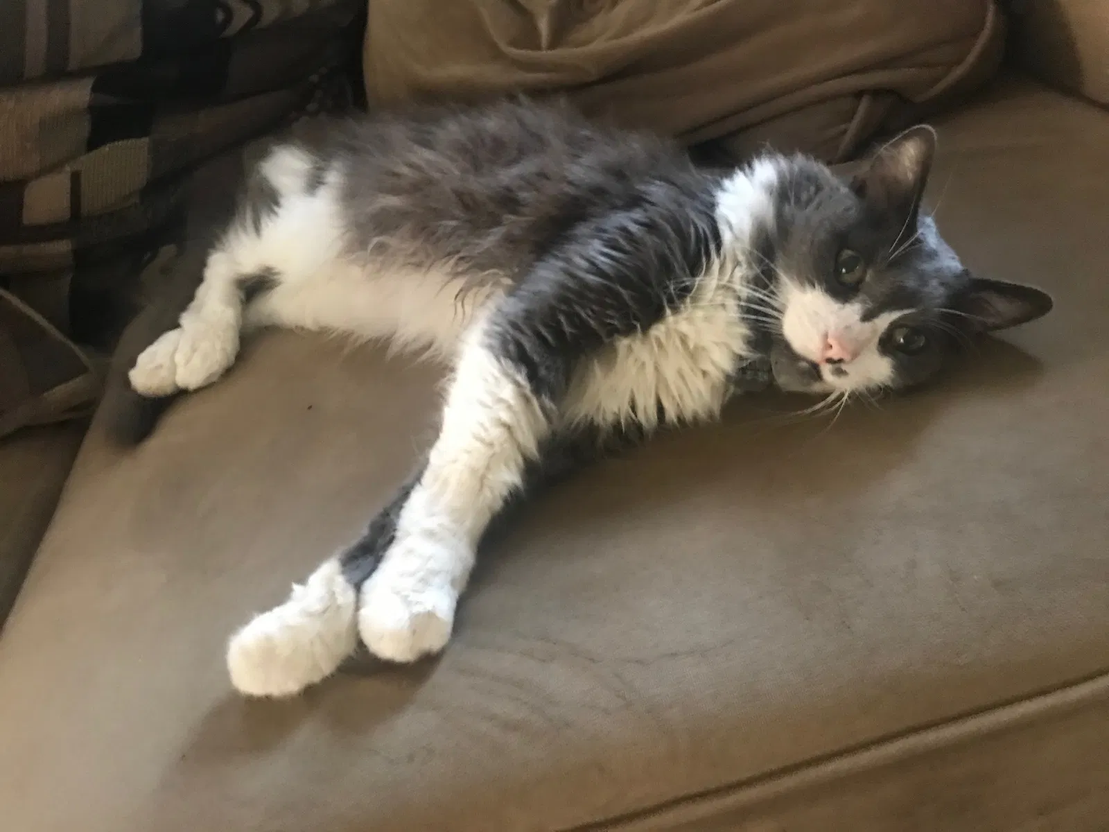 Lost cat in Huntington Beach, CA, 92649
