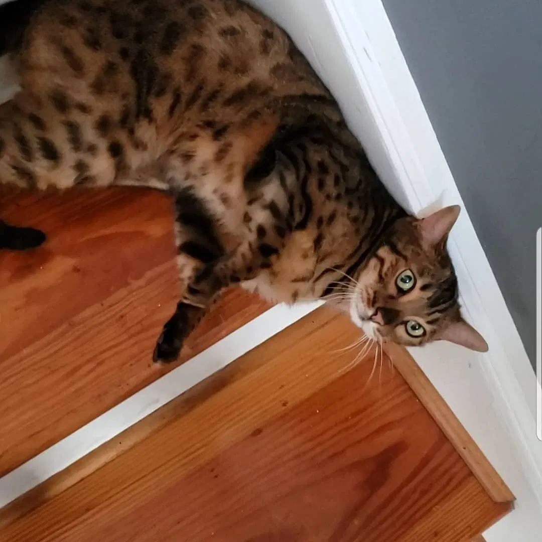 Lost cat in Hopewell, VA, 23860