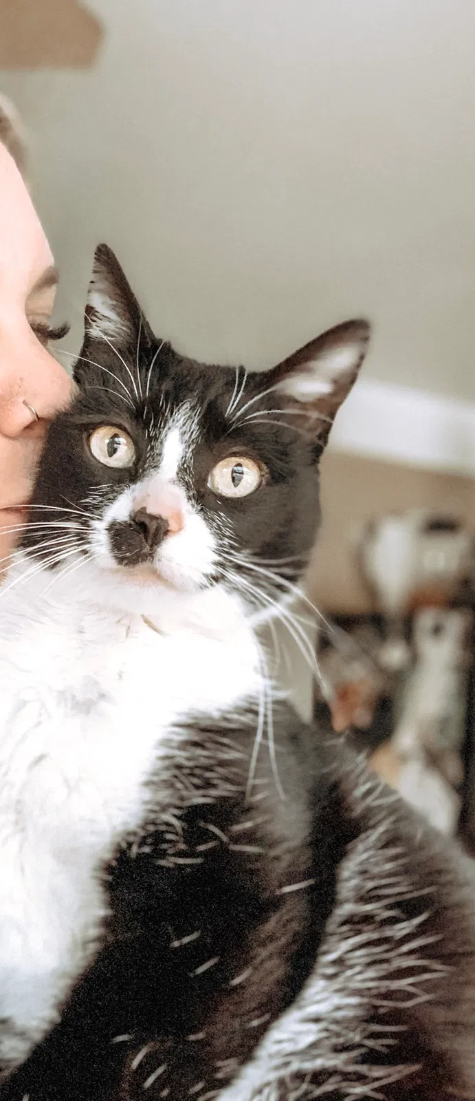 Lost cat in Springfield, OR, 97477