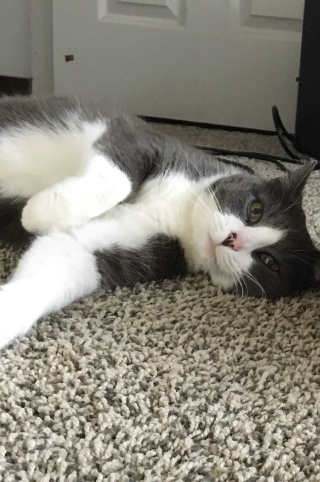 Lost cat in Cincinnati, OH, 45248
