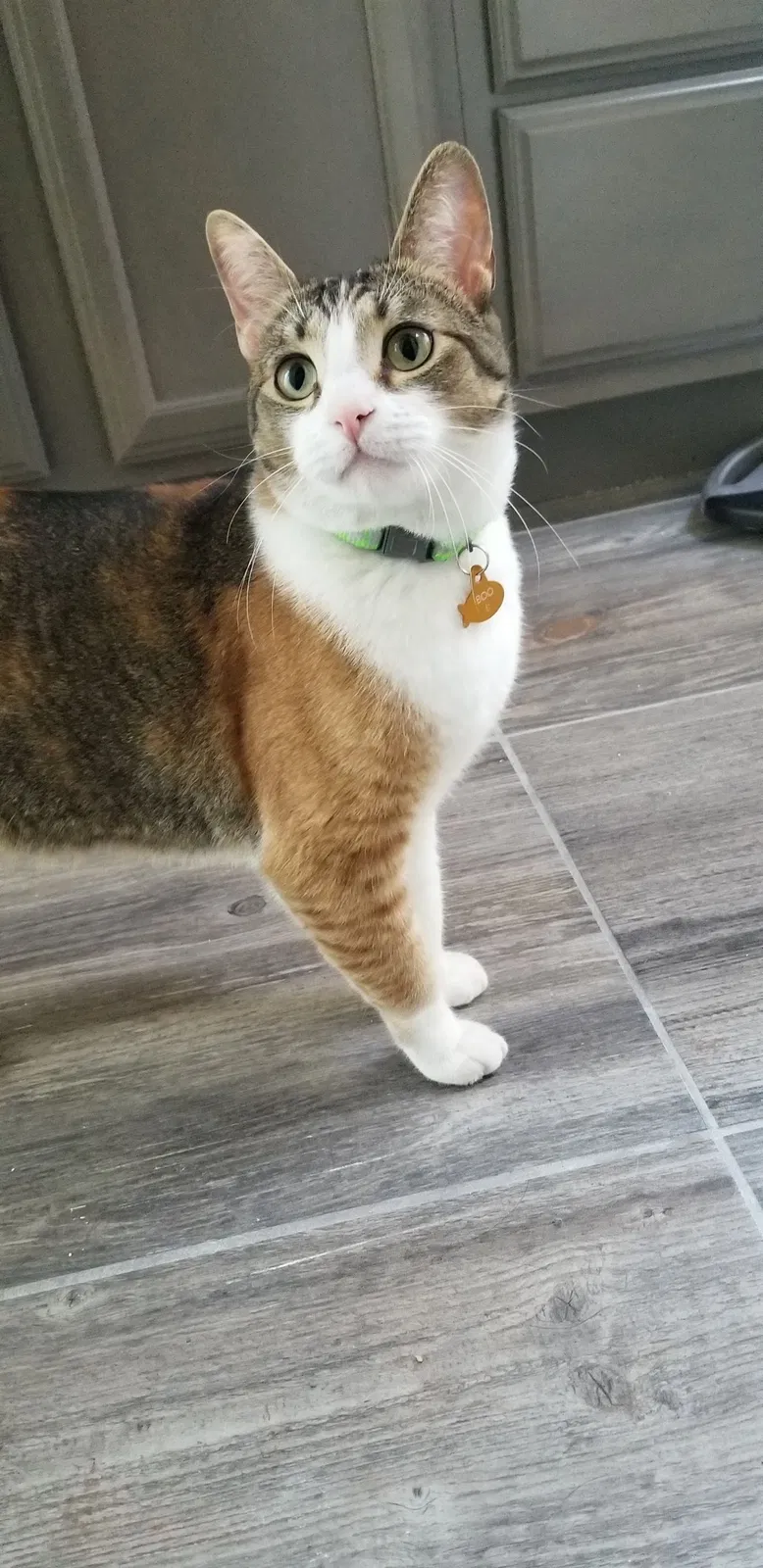 Lost cat in El Paso, TX, 79938